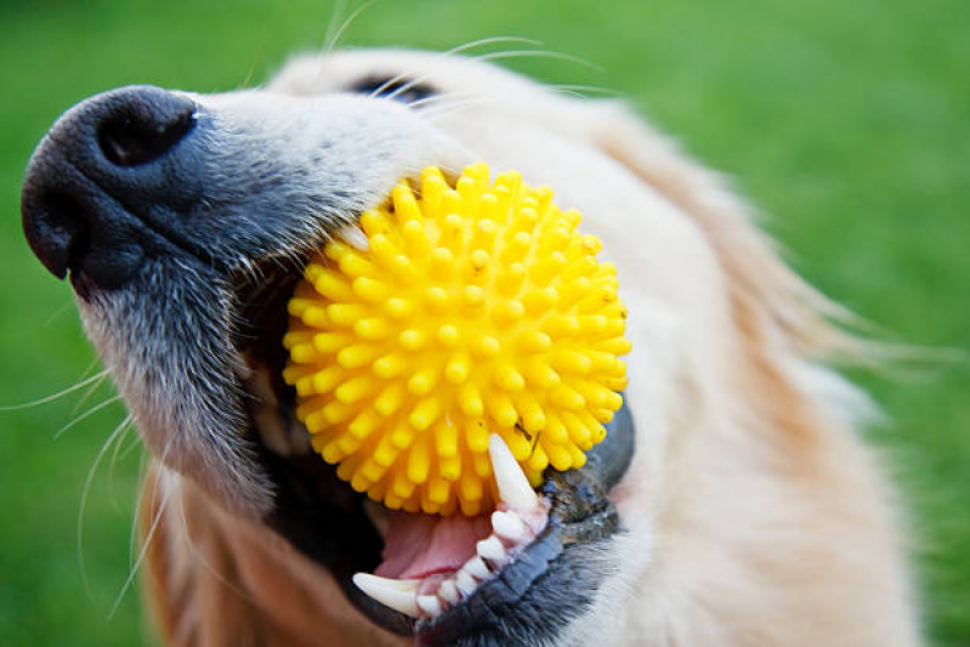 Acessórios Caseiros Para Cachorro Soluções Criativas e Econômicas