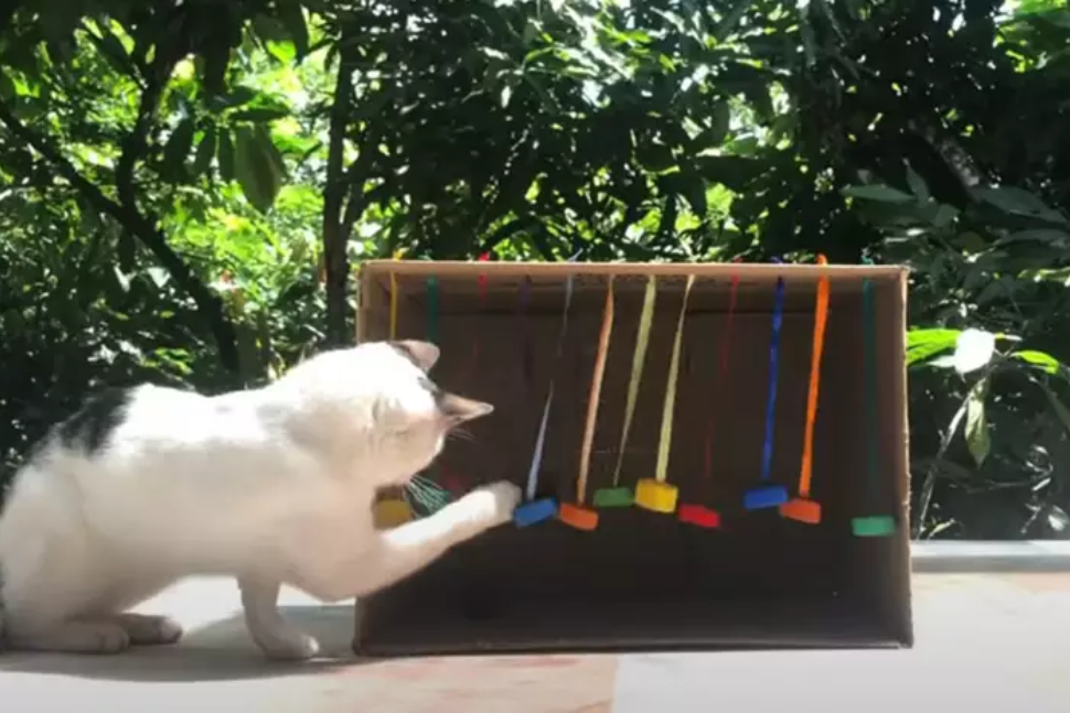 Acessórios Caseiros Para Gatos Transforme a Rotina do Seu Felino